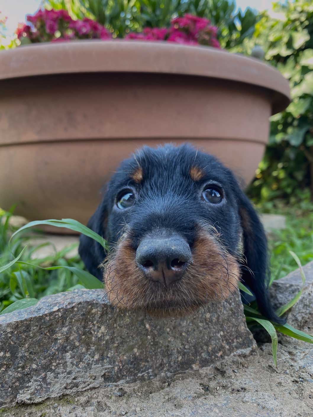 cucciolo bassotto tedesco standard a pelo duro enrica del principe belrosso