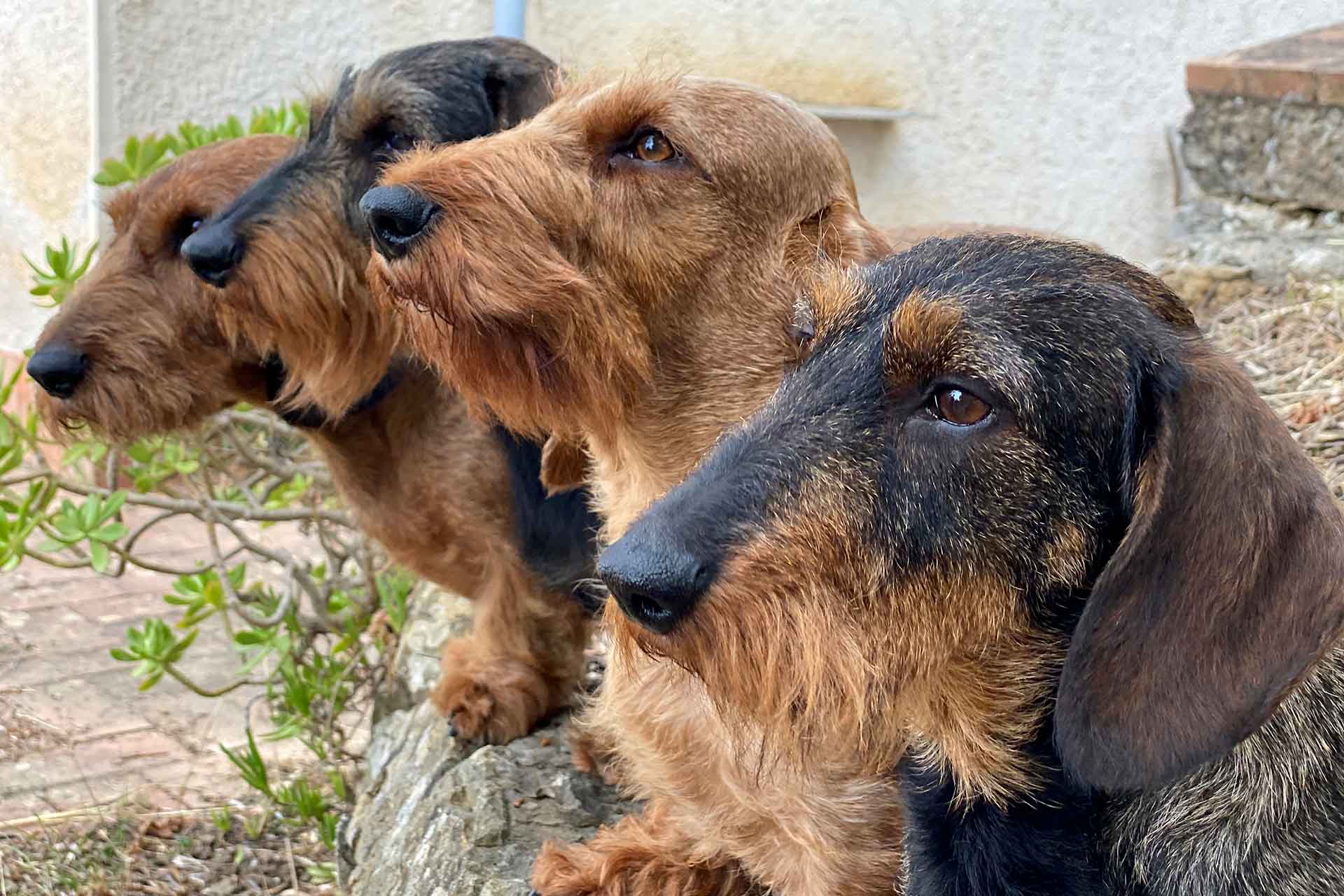 I bassotti del Principe Belrosso, standard a pelo duro in vacanza a Castelbuono, in Sicilia